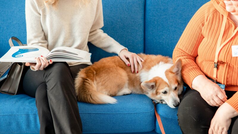 Lukukoira Tampereen Kirjafestareilla